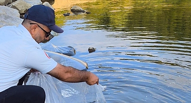 Göletlere 100 bin sazan yavrusu bırakıldı