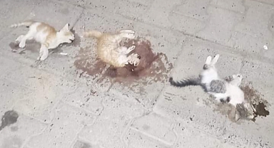 KATLİAMIN ADRESİ YİNE AYNI