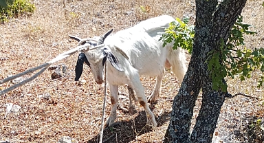 Keçiyi AFAD kurtardı