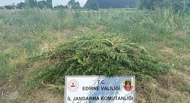 Tarlada uyuşturucu yetiştiriyorlardı