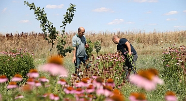 Trakya çiftçisine alternatif tarım ürünü