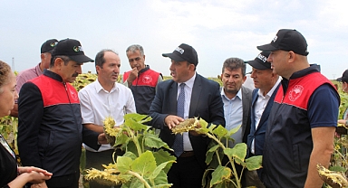 Yerli tohumdan üretilen ayçiçeğinin hasadı yapıldı