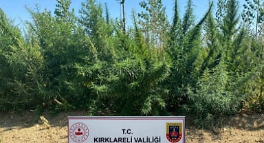 1 milyon 896 bin 550 kök Hint keneviri ele geçirildi