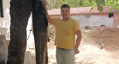 72 kilogramlık yayın balığı yakalandı