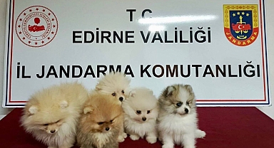 Cins köpekler Jandarmayı geçemedi