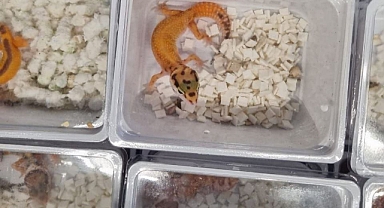 Leopar cinsi kertenkele ve Örümcekler sınırda yakalandı