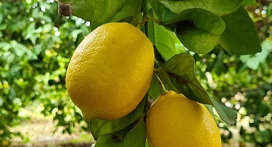 Markette en çok limonun fiyatı arttı