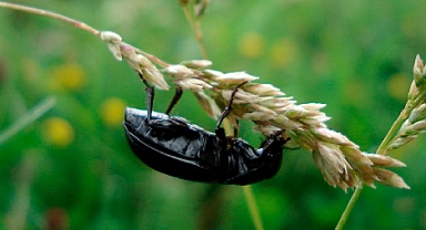 Tarlalarda ‘Kambur Böceği’ tehlikesi