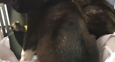 Çöpe atılan yavru köpekler koruma altında