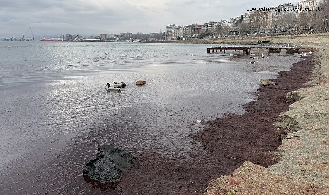 Sahilin bir kısmı kırmızı yosunla kaplandı