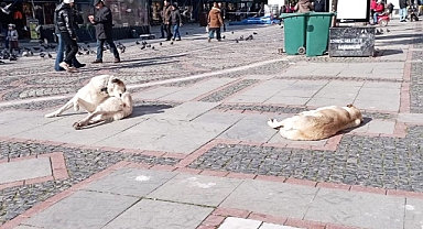 Edirne’de sokak hayvanları toplanacak mı?