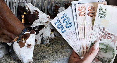 Hayvancılık destekleme tebliğinde değişiklik