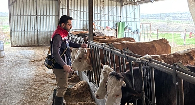 Büyükbaş ve küçükbaş hayvanlar şap hastalığına karşı aşılanıyor