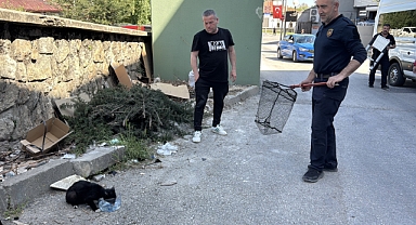 Kedi için seferber oldular