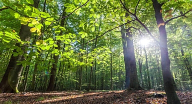 “Orman banyosu” doğa turizminde yeni bir alan açacak