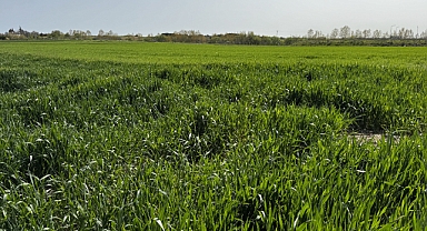  Son yağışlar üreticilerin yüzünü güldürdü