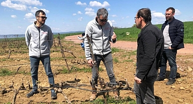Üzüm bağları zirai don nedeniyle zarar gördü