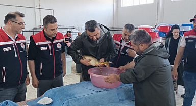 10 milyon 500 bin balık yavrusu yetiştirilmesi hedefleniyor