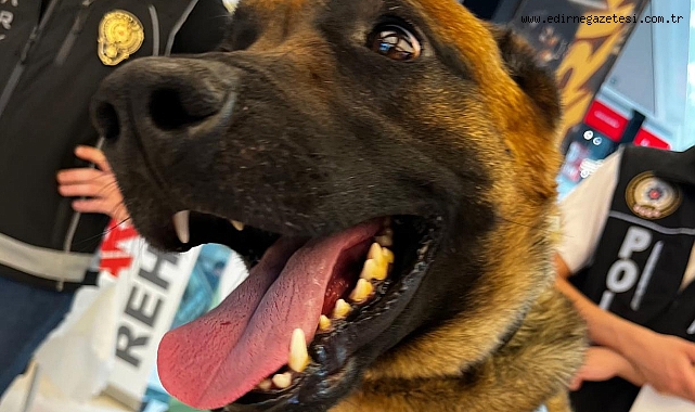 ‘CARLOS’ 115 KİLOGRAM SKUNK YAKALADI