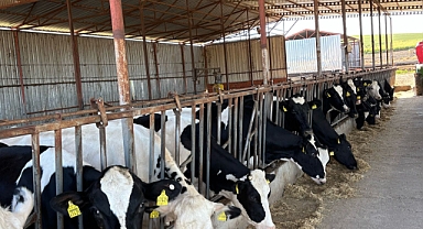 Hastalıklardan ari işletme sertifikalı hayvan çiftliklerinde kontroller sürüyor