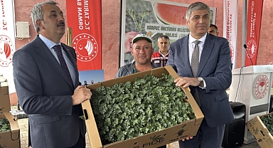 Karpuz fideleri toprakla buluştu