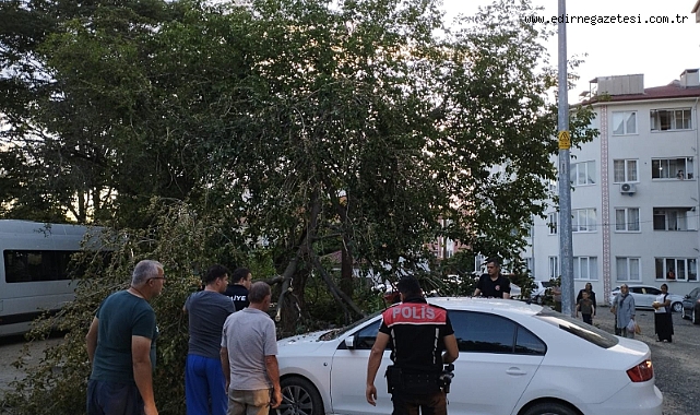 Otomobilin üzerine düşen dal hasara yol açtı