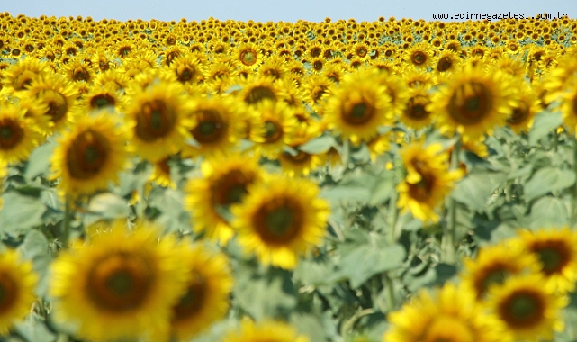Görsel Şölen Başladı