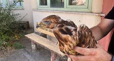 Aşırı Sıcaklar Yaban Hayvanlarını da Vuruyor