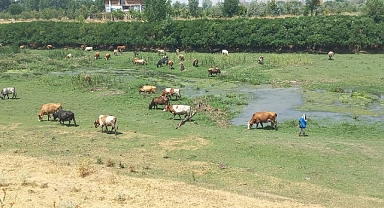 KAVURUCU SICAKLIKTAN HAYVANLAR NEHRE KAÇTI!