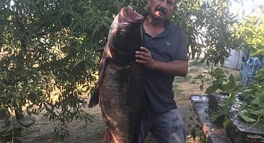 MERİÇ’TE DEV BALIK