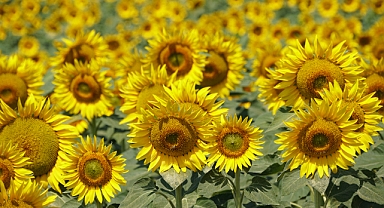 Ayçiçek yükselişte