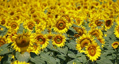 Ayçiçekte gümrük vergisine yeni düzenleme