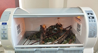 Barınakta Bir Bukalemun 