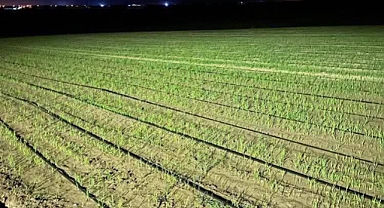 Çeltikte Damla Sulama Devrimi