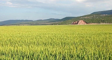 İpsala’da Çeltik Üreticilerine “Çeltik Yanıklığı” Uyarısı