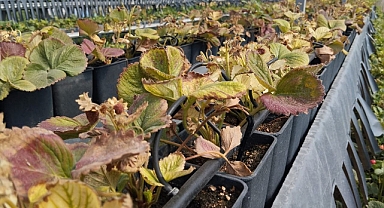 Kira Artışı Yüzünden Ürünlerini Kaybetti