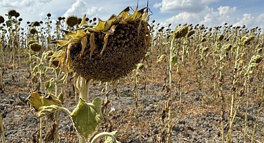 KURAKLIK YETMEDİ, AYÇİÇEĞİ TARLALARINA DOMUZ TEHDİDİ