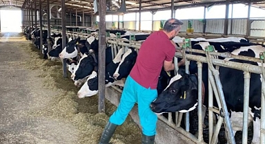 ŞAP AŞILAMALARI DEVAM EDİYOR