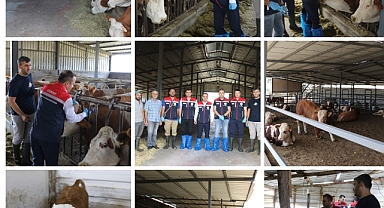 Şap Aşılaması Sürüyor