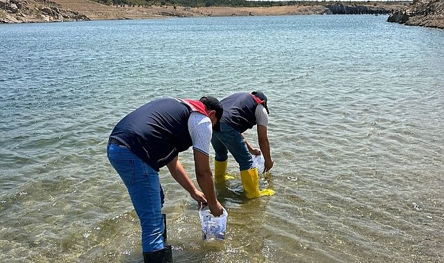 Sazan yavruları göletlere bırakıldı