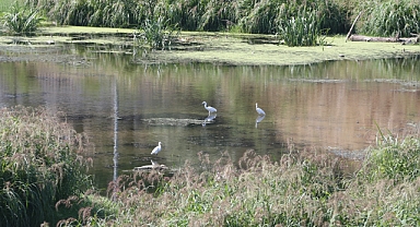 SAZLAR KUŞLARA YUVA OLDU
