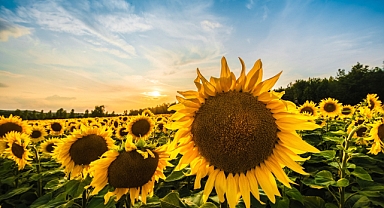 Trakya Birlik, ayçiçeği ön alım fiyatını açıkladı
