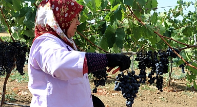 Trakya İlkeren Üzümünün Hasadına Başlandı