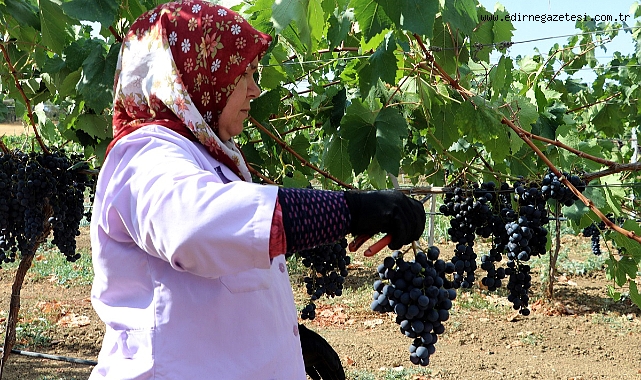 Trakya İlkeren Üzümünün Hasadına Başlandı