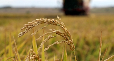 1 KİLO ÇELTİK MALİYETİ 41,80 TL