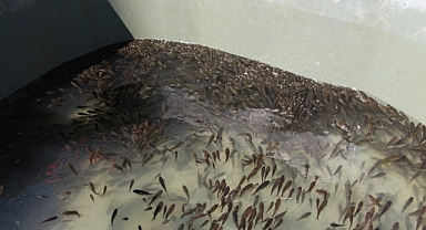 10.5 milyon sazan balığı yavrusu üretildi