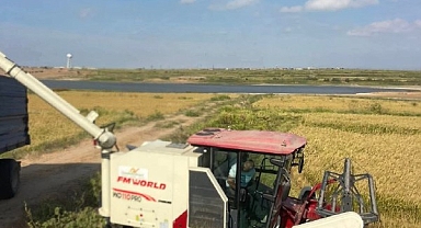 İpsala'da çeltik hasadı başladı