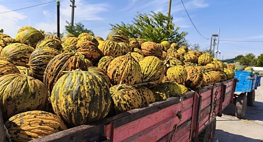 KAVUNDA VERİMDE YOK, FİYATTA YOK!