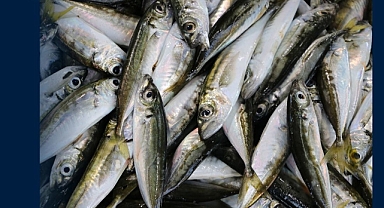 TEZGAHLARIN GÖZDESİ İSTAVRİT