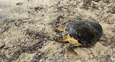 Yaralı Caretta Caretta Kurtarıldı